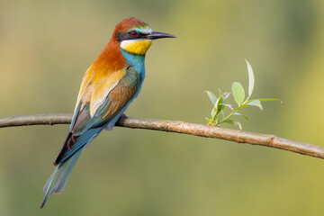 Bee eater on a branch