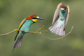 bee-eaters on a beautiful background in a natural environment