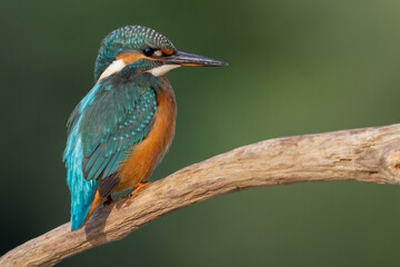 kingfisher on the branch