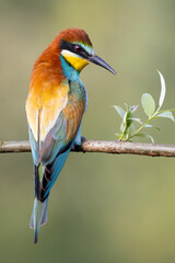 bee-eaters on a beautiful background in a natural environment