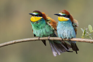 bee-eaters on a beautiful background in a natural environment