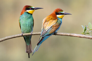 bee-eaters on a beautiful background in a natural environment, a pair