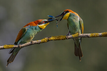 bee-eaters on a beautiful background in a natural environment with caught damselfly, courtship
