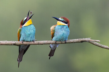 bee-eaters on a beautiful background in a natural environment