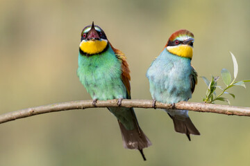 bee-eaters on a beautiful background in a natural environment