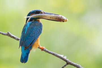 kingfisher on branch with a caught fish