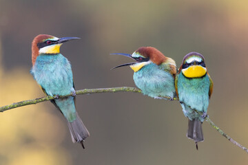 bee-eaters on a beautiful background in a natural environment