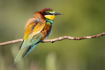 bee-eaters on a beautiful background in a natural environment