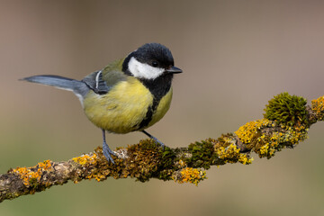 great tit on a branch