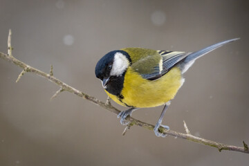 a great tit on a branch