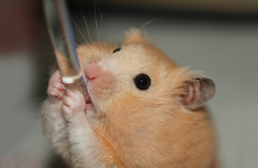 Syrian hamster drinking water while holding a water bottle tube with both hands