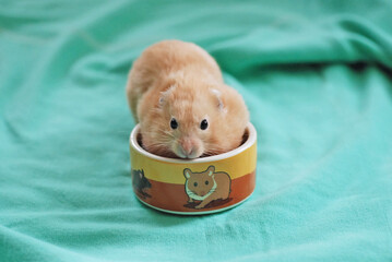 Golden hamster eating a meal