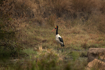 Fototapeta premium Saddle billed stork is waiting in river bank. Safari in Africa. Saddlebill during the safari in Africa. Black and white stork with red beak. 