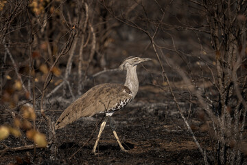Kori bustard is walking on the burnt land. Safari in Africa. Warming threat on our planet. Kori during the safari in Africa. 
