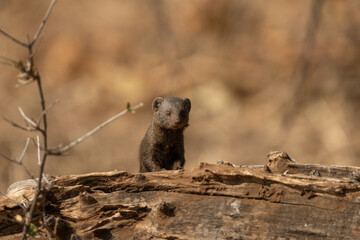 Dwarf mongoose is hiding in the tree. Mongoose in the Kruger national park. Small african animal look like weasel look out of the tree.