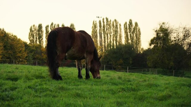 Horse eating grass during sunset