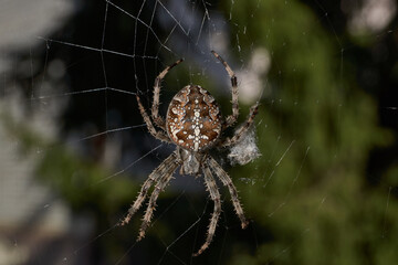 The spider-cross (Latin Araneus) sits in the center of the web. The spider-cross is waiting for...
