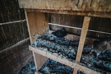 A close-up view of pigeons nesting within a rustic wooden coop. The scene captures the natural...