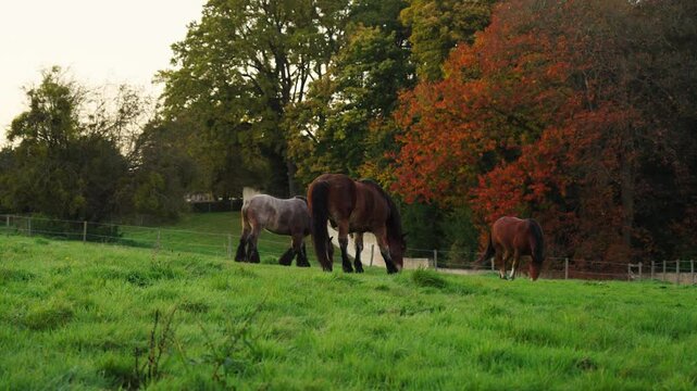 Three horses eating grass during sunset