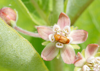 Ochre Silken Fungus Beetle nectaring on Common Milkweed. Waiting for a ride on a bumble bee