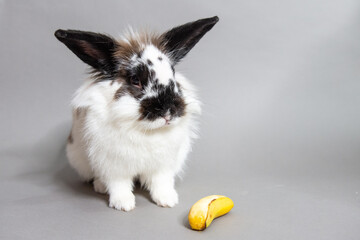 White Black Spotted Bunny with Banana