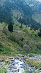 Obraz premium nomad livestock at top of the mountain