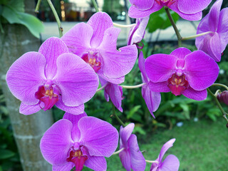 Fototapeta premium Lovely and colorful tropical flowers with green leaves