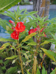 Lovely and colorful tropical flowers with green leaves