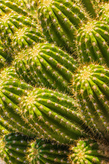 A close up of a group of cactus, Arizona, USA