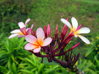 Lovely and colorful tropical flowers with green leaves