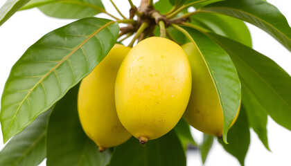 Egg fruit, Canistel, Yellow Sapote (Pouteria campechiana (Kunth) Baehni) transparent png isolated with white highlights, png