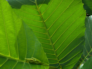Background of a group of leaves. Green leaf. Detail