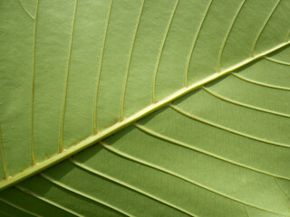 Background of a group of leaves. Green leaf. Detail