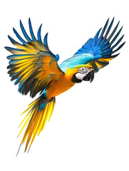 Fototapeta premium Blue and green macaw flying, isolated on a white background. PNG transparent.