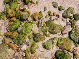 Background of rocks, algae and pink sand on the beach seashore
