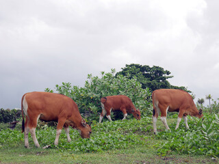Green field, family of brown cows in a tropical cloudy day.