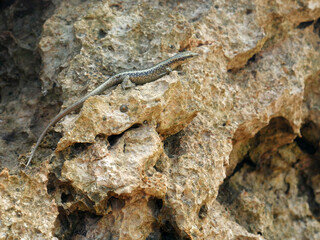 Mediterranean lizard sunning on the rock