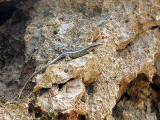 Mediterranean lizard sunning on the rock