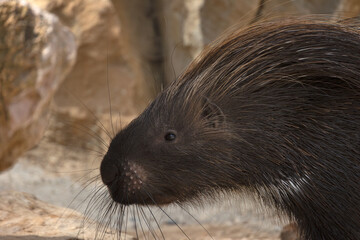 gros plan sur un porc-épic