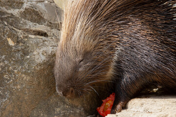 gros plan sur des porcs-épics prenant leur repas dans un parc animalier