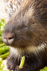 gros plan sur des porcs-épics prenant leur repas dans un parc animalier