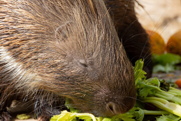 gros plan sur des porcs-épics prenant leur repas dans un parc animalier