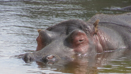 portrait d'un hippopotame immergé dans l'eau