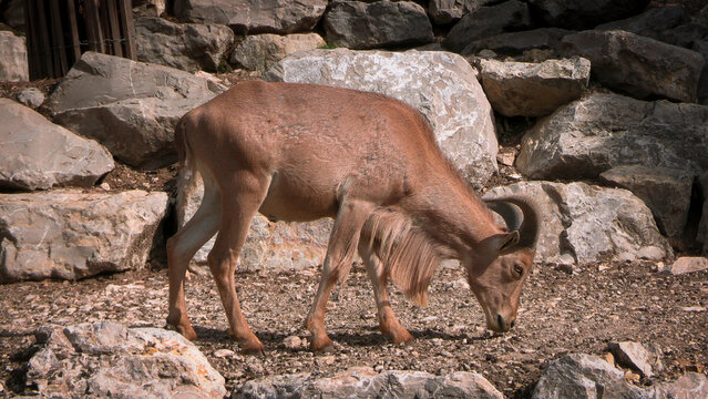 mouflon &agrave; manchettes, en gros plan, vue de c&ocirc;t&eacute;
