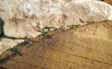 Macro shot of green sprouts growing on a wooden surface, showcasing nature's resilience and beauty. The interplay of textures adds depth and intrigue to the image.