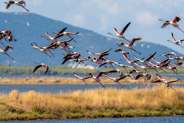Flamingo in Albanian Lagoon Narta, Vlora