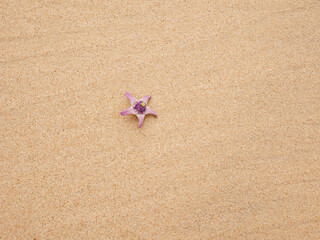 Purple flower in a pretty summer view background on the beach
