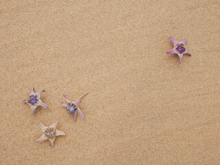 Set of flowers in a pretty summer view background on the beach