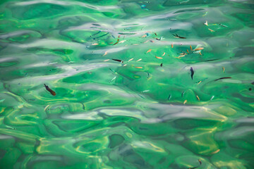 colorful little fish in beautiful turquoise sea water in Kemer Antalya Turkey