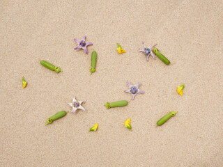 Set of flowers in a pretty summer view background on the beach
